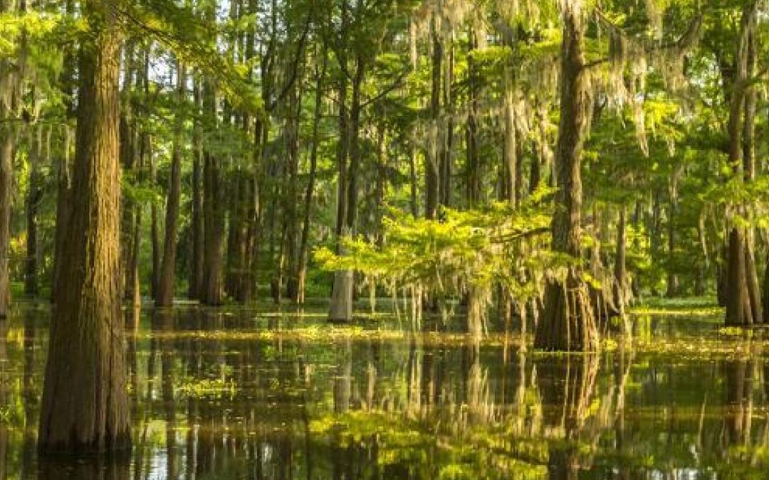 Louisiana Delegation Introduces Bill to Reauthorize Atchafalaya National Heritage Area