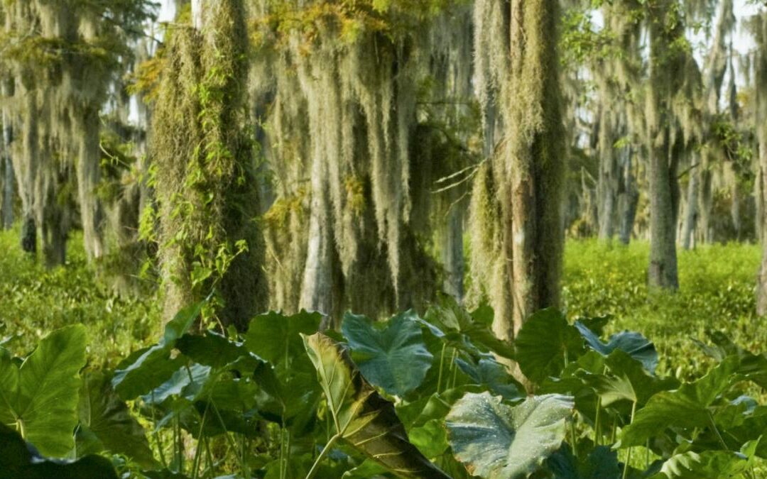 Congressman Higgins Announces $9.9M for Bayou Teche National Wildlife Refuge