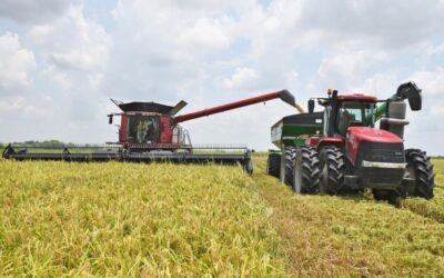Higgins Encourages Higher Tariffs on Rice Imports