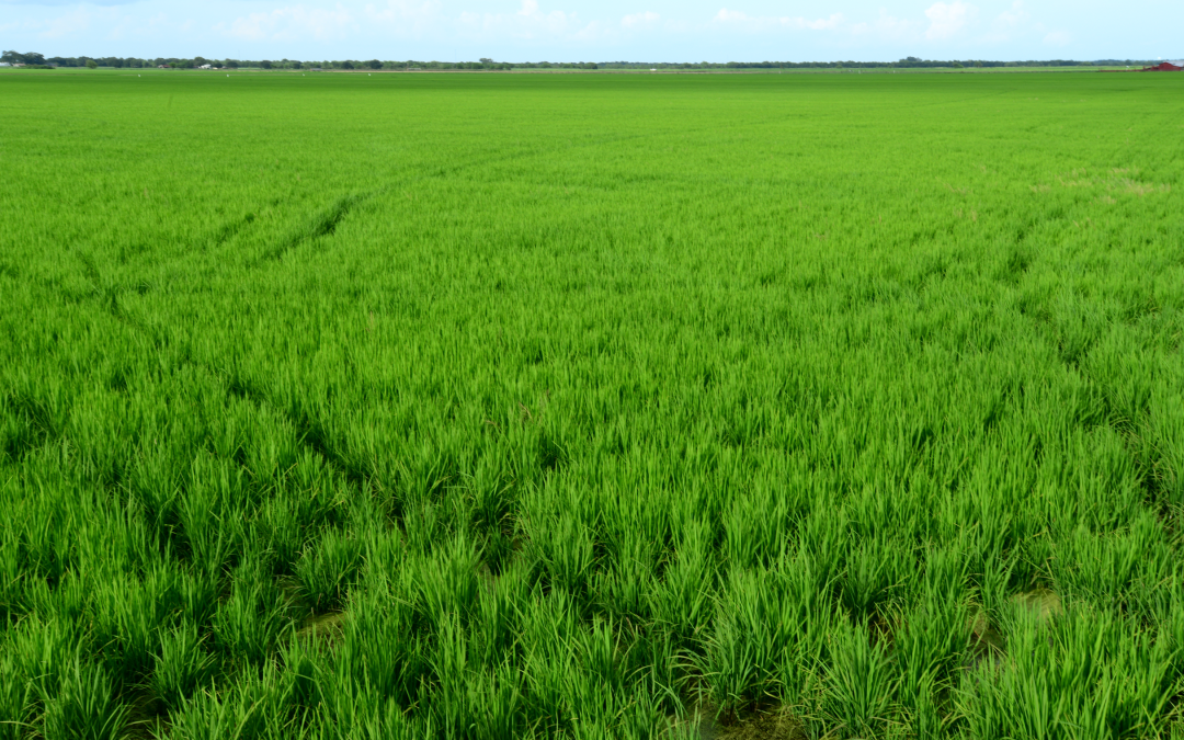 Louisiana Rice Farmers Access ‘Massive Market’ in China
