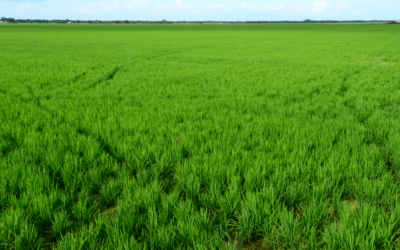 Higgins, Letlow Fight for Louisiana Rice Producers