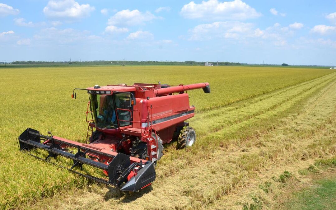 Higgins: Farm Bill Delivers Certainty for Louisiana Farmers