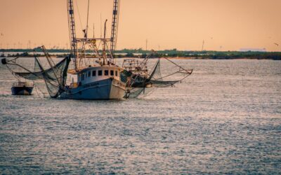 Higgins, Comer, Nehls Demand Compliance with Law to Protect U.S. Shrimp Industry