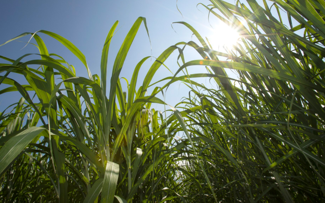 Higgins Cosponsors Resolution to Protect Louisiana Sugar Growers