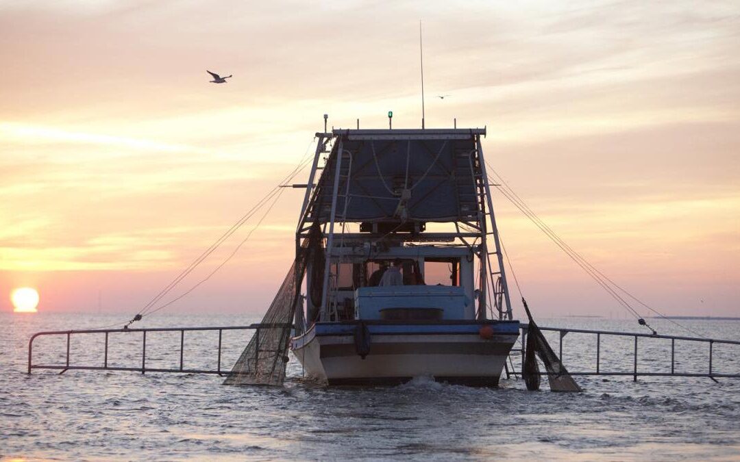 Higgins, Nehls Introduce the Save the Shrimpers Act