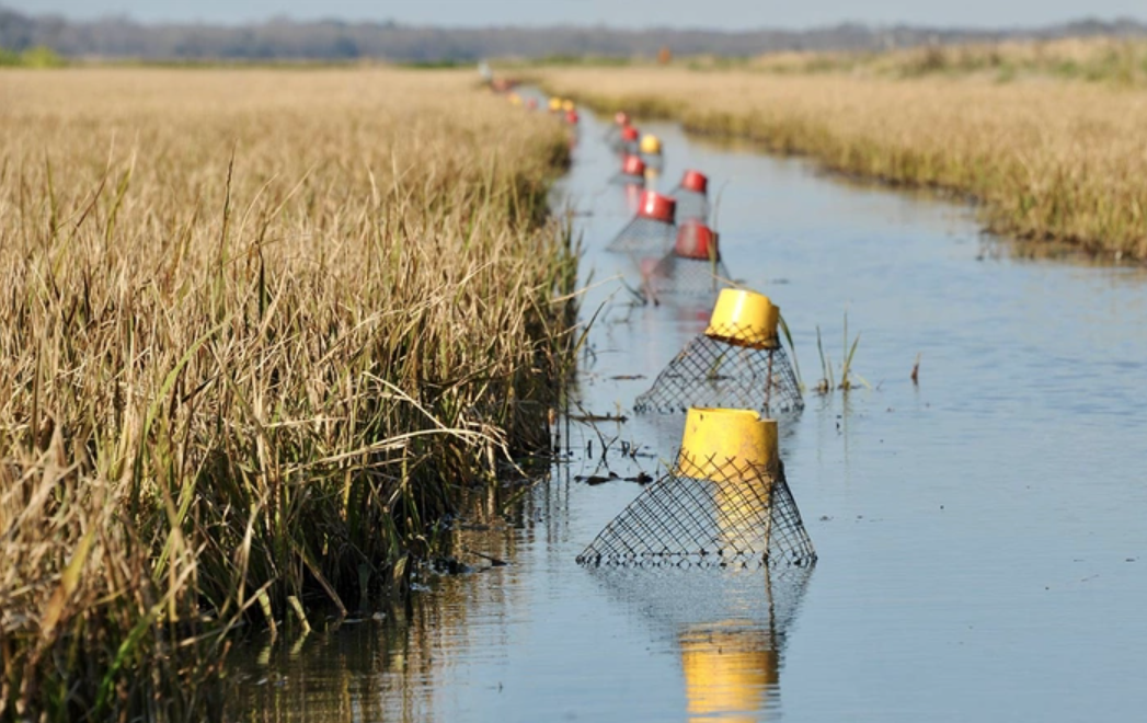 Higgins Advocates for Crawfish Industry Amidst Workforce Challenges 